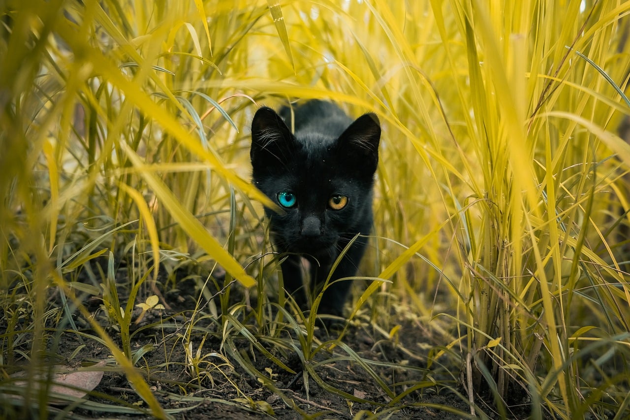 Кошка